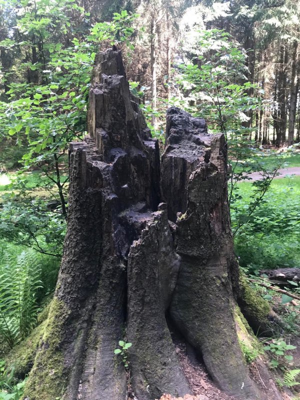 Rodstub i Suserup skov