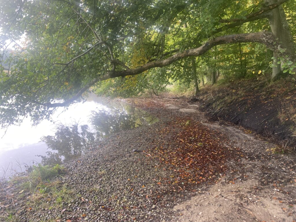Strandkant med bøgetræer