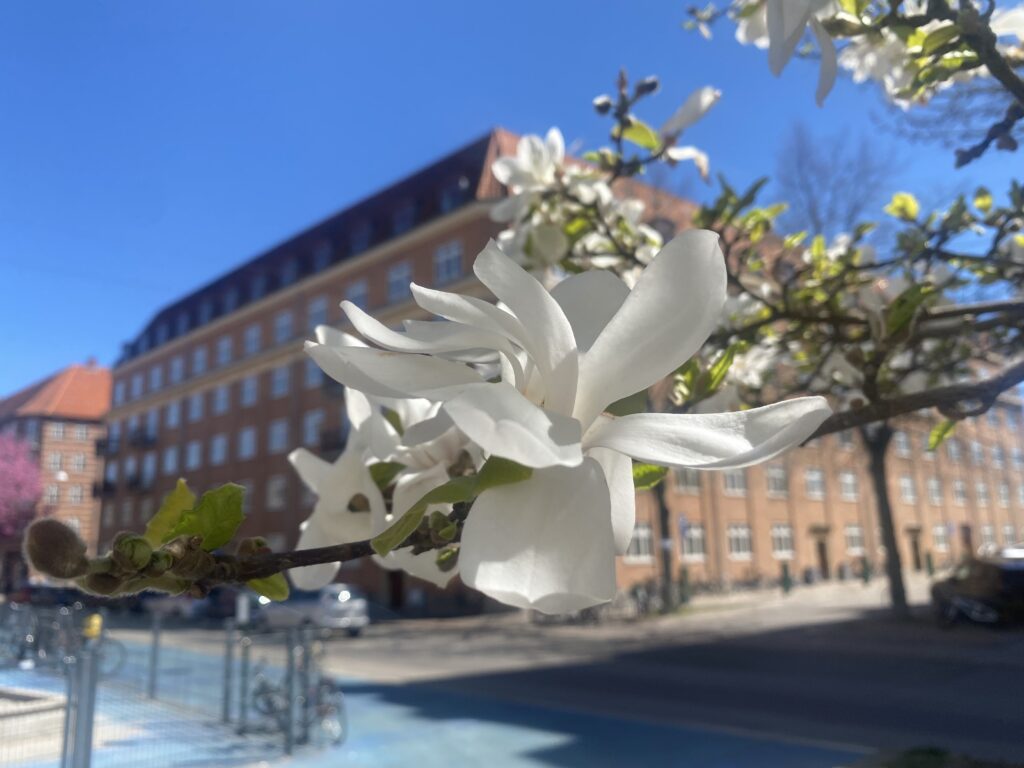 Magnolie i maj.