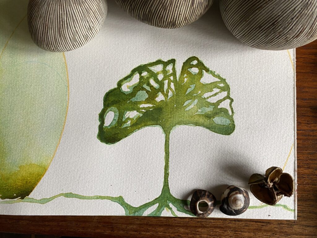 Ginkgo in green.