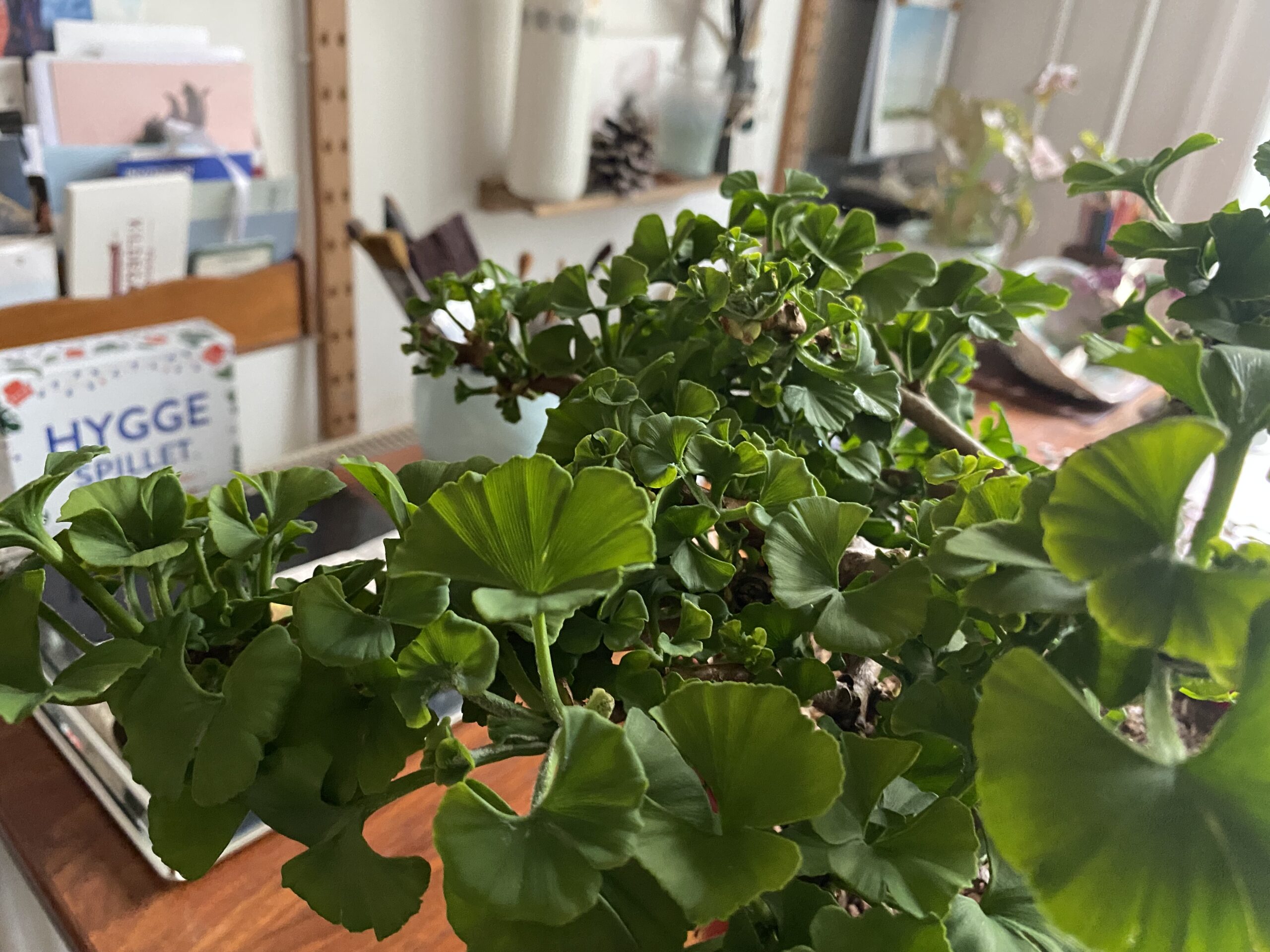 Ginkgo. Urnatur i dværgform