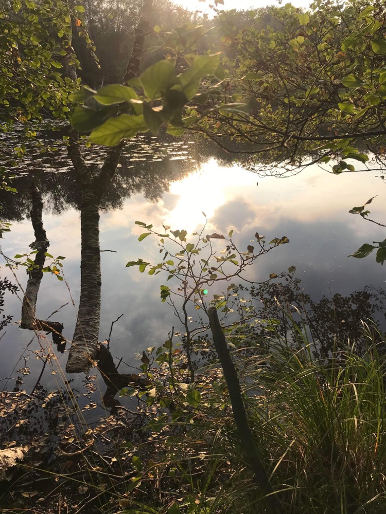 Spejling i skovsø, sensommer i Sorø.